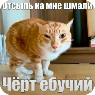 Telegram sticker 🫥 Казик дол выхлоп