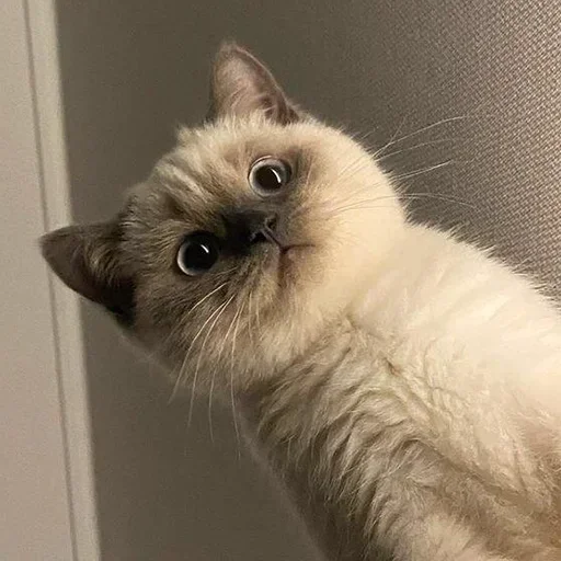 Telegram sticker 😳 Emile🩵New