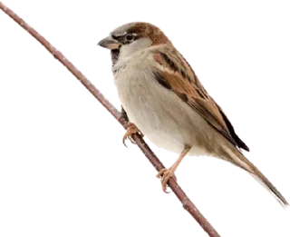 Telegram sticker 🐦 @Animals_are_our_friends — @stckrRobot