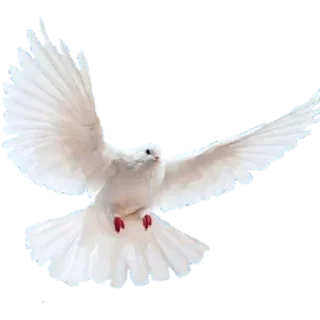 Telegram sticker 🕊 @Animals_are_our_friends — @stckrRobot