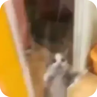 Video sticker 😃 КОТЕКИИИ!!! @sekestaa :: @fStikBot