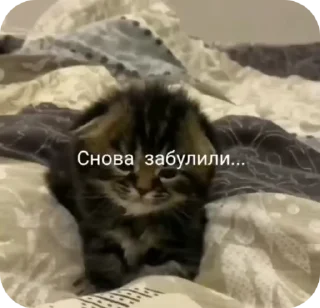 Video sticker 😭 КОТЕКИИИ!!! @sekestaa :: @fStikBot