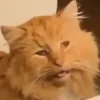 Video sticker 🫠 КРАЖА ГОВ�...