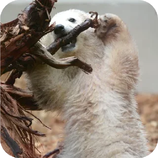 Video sticker 🐦 Capybearos Polar bears