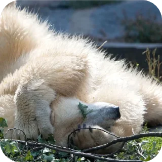 Telegram sticker 🐦 Capybearos Polar bears