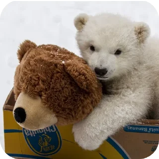 Video sticker 🧸 Capybearos Polar bears