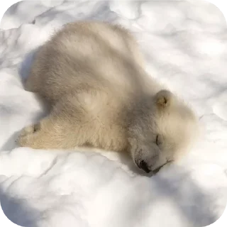Video sticker 🐶 Capybearos Polar bears