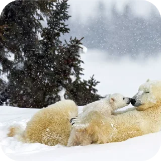 Telegram sticker 🐶 Capybearos Polar bears