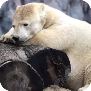 Telegram sticker 🐻 Capybearos Polar bears