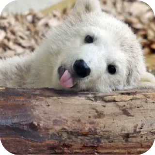 Telegram sticker 🐻 Capybearos Polar bears