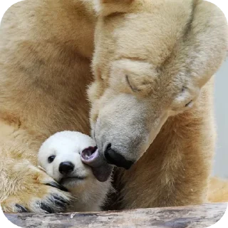 Telegram sticker 🐻 Capybearos Polar bears