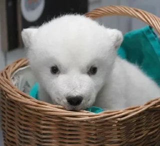 Sticker 🤔 Capybearos Polar bears