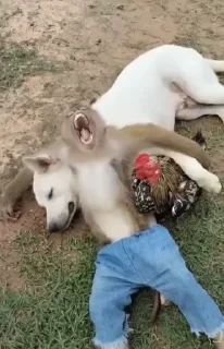 Video sticker ☺️ ကြက်ကလေးတွေရဲ့မျောက်တုန် ၂ :: @fStikBot