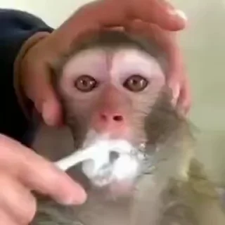 Video sticker 🐵 ကြက်ကလေးတွေရဲ့မျောက်တုန် ၂ :: @fStikBot