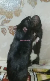 Video sticker 🤬 Абузер всего @crypto_lover2004