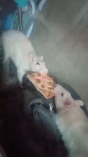 Video sticker 😡 Абузер всего @crypto_lover2004