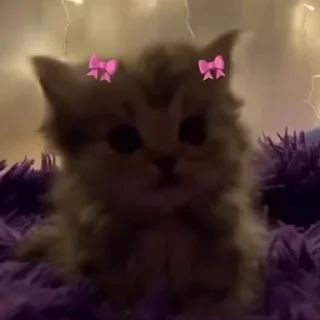 Video sticker 👑 вичивич