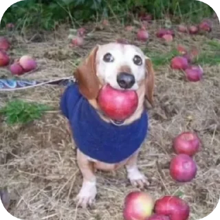 Телеграм стикер 🐶 Пиздец №1 ➡️ @Ctikerubot