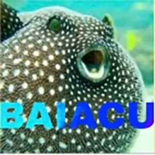 Video sticker 🐟 piranha