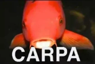 Video sticker 🐟 piranha