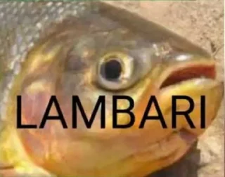 Telegram sticker 🐟 piranha