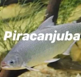 Telegram sticker 🐟 piranha