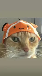 Video sticker 😭 بسبوسه