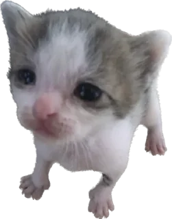 Video sticker 🥺 кто украдет тому бан