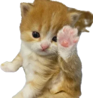 Video sticker 👋 кто украдет тому бан