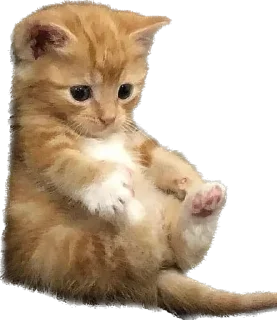 Telegram sticker 🫣 кто украдет тому бан