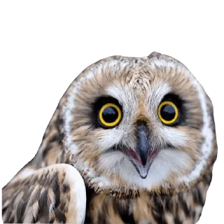 Sticker 🧐 @wisdom_droplets B Birds — @stckrRobot
