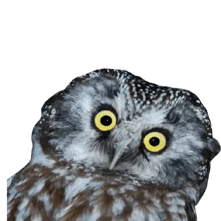 Video sticker 😮 @wisdom_droplets B Birds — @stckrRobot
