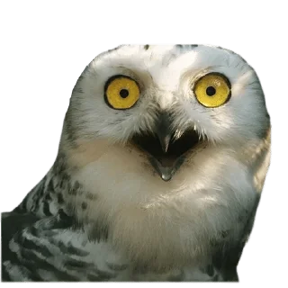 Video sticker 😵 @wisdom_droplets B Birds — @stckrRobot