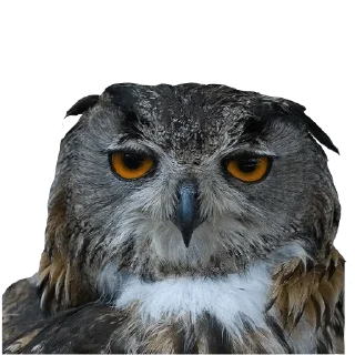 Telegram sticker 🤨 @wisdom_droplets B Birds — @stckrRobot