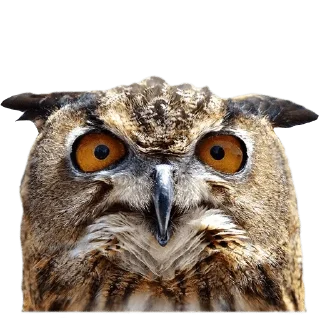 Telegram sticker 😖 @wisdom_droplets B Birds — @stckrRobot