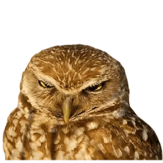 Telegram sticker 😡 @wisdom_droplets B Birds — @stckrRobot