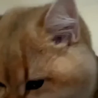 Video sticker 😱 Judicial Memes