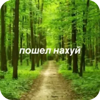 Telegram sticker 🌲 zxc_spotify