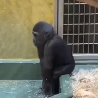 Video sticker 🥳 Анонимный чат: @anonimnyi_chatbot 💓