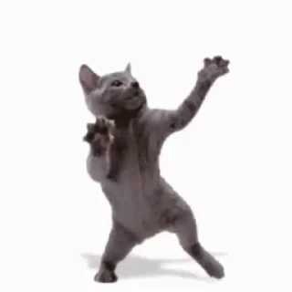 Telegram sticker 💃 kitties 3 by @norufx