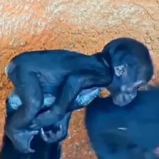 Video sticker 🌟 MonkeyZ 3 by @ponmonkygifs :: @fStikBot