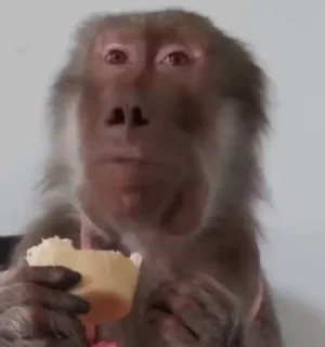 Video sticker 🌟 MonkeyZ 3 by @ponmonkygifs :: @fStikBot