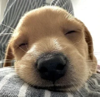 Sticker 😴 samudog :: @fStikBot