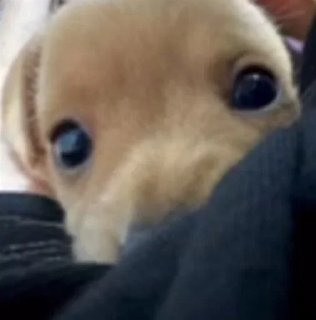 Video sticker 🔀 samudog :: @fStikBot