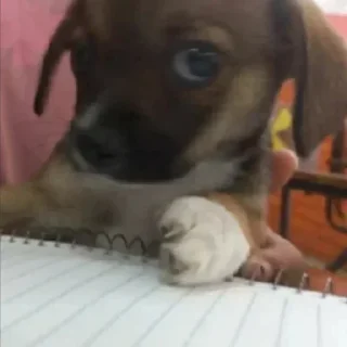 Video sticker 😕 samudog :: @fStikBot