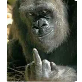 Telegram sticker 🐦 JOCHISP3