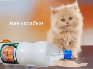Sticker 😼 сахалыы кыыллар