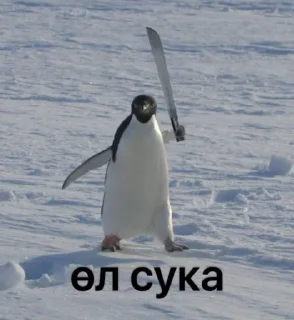 Телеграм стикер 🐧 сахалыы кыыллар