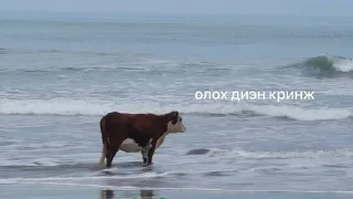 Телеграм стикер 🐮 сахалыы кыыллар
