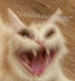 Video sticker 😹 сахалыы кыыллар